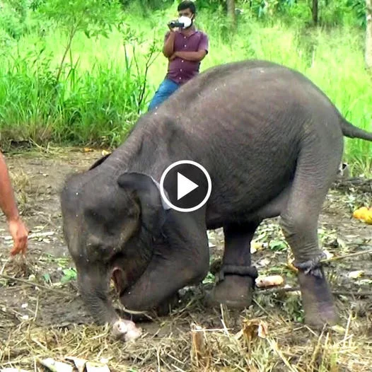 The Rescue Mission: A Young Elephant Calf Falls with Serious Injuries, and Medical Personnel Work Tirelessly to Save It