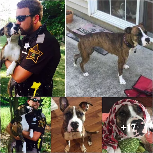 Rescued and Adopted: Abandoned Dog Finds Second Chance in the Arms of a Kind Police Officer