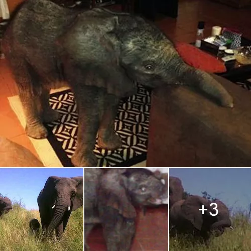 Incredible Journey of a Young Elephant’s Unbelievable Visit to a South African Living Room